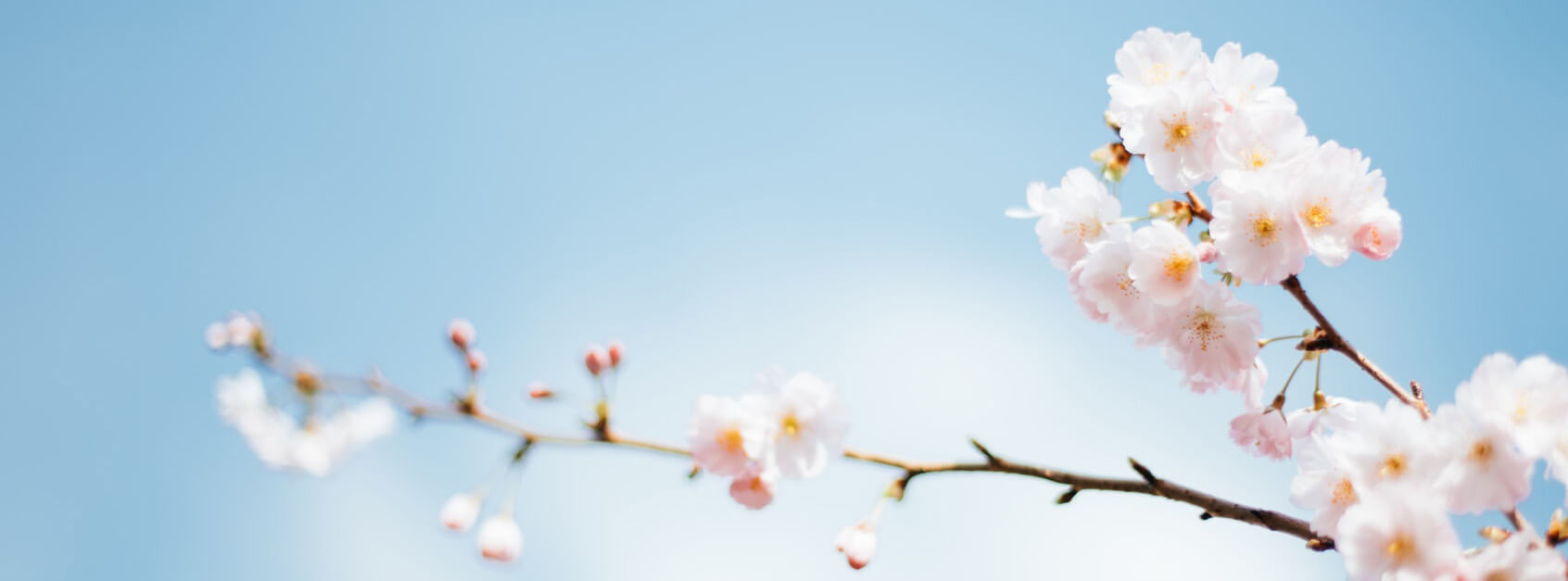堇芃